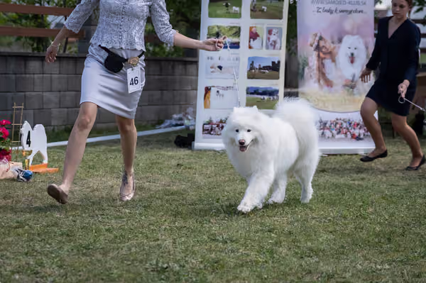 Samojed klub SK — DSC04369