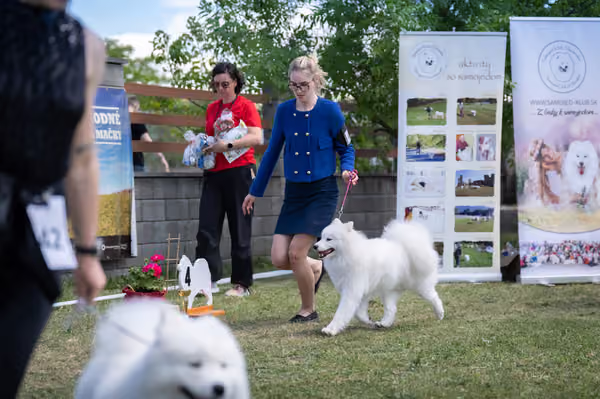 Samojed klub SK — DSC04363