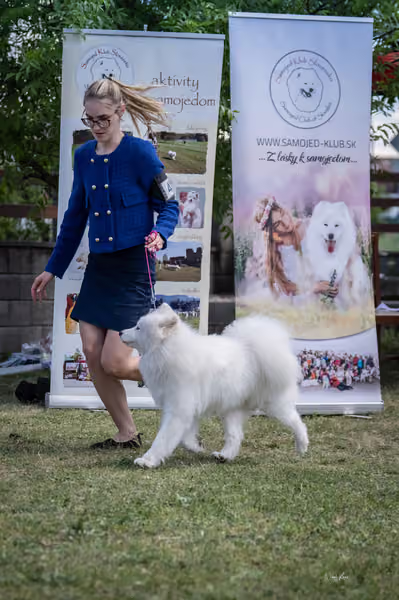 Samojed klub SK — DSC04361