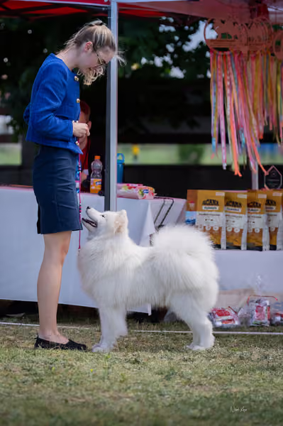 Samojed klub SK — DSC04348
