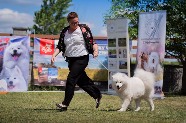 Samojed klub SK — DSC06172