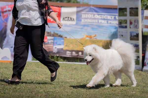 Samojed klub SK — DSC06174