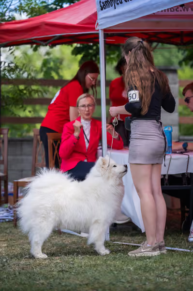 Samojed klub SK — DSC06510