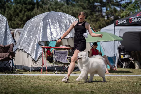 Samojed klub SK — DSC06499