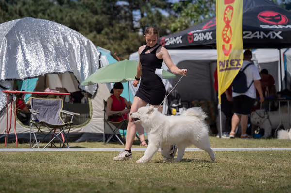 Samojed klub SK — DSC06497