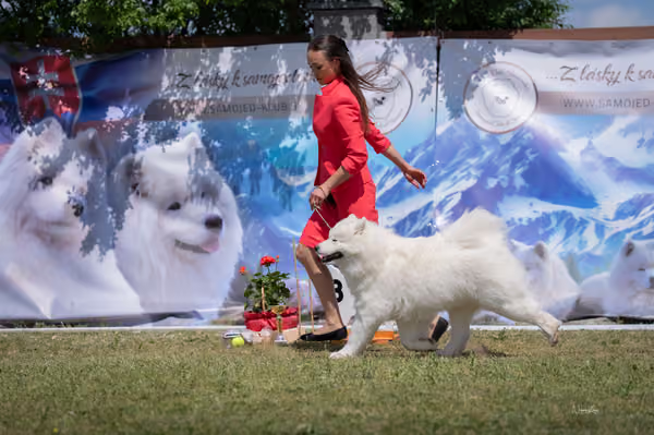 Samojed klub SK — DSC06575