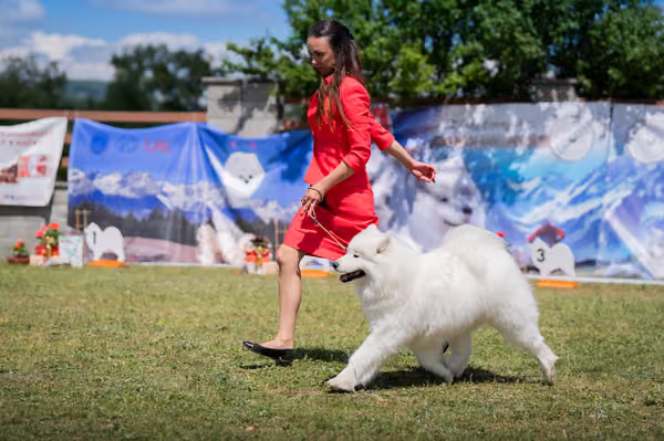 Samojed klub SK — DSC06566