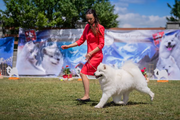 Samojed klub SK — DSC06564