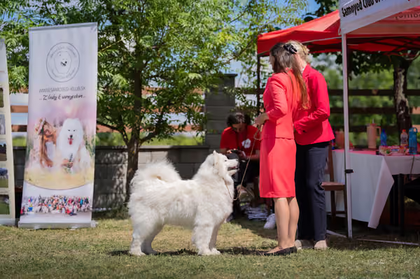 Samojed klub SK — DSC06540