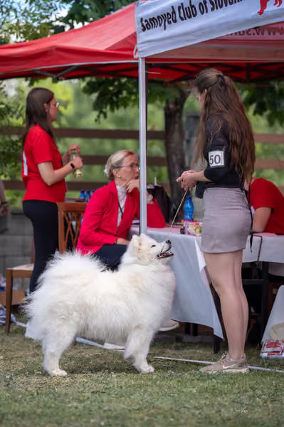 Samojed klub SK — DSC06514 copy
