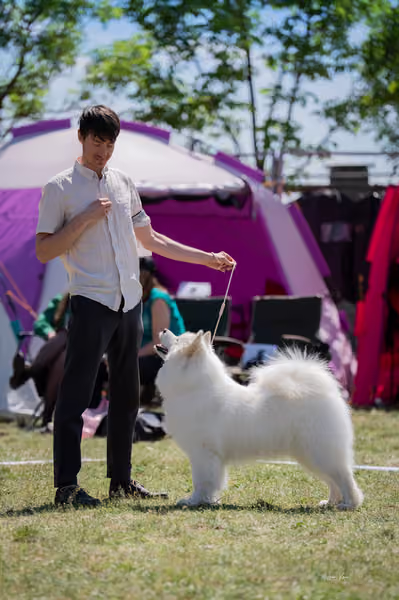 Samojed klub SK — DSC06451