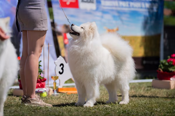 Samojed klub SK — DSC06440