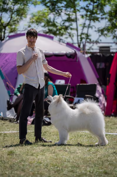Samojed klub SK — DSC06450 copy