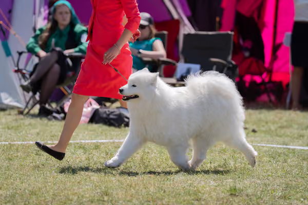 Samojed klub SK — DSC06470