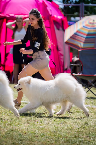 Samojed klub SK — DSC06466