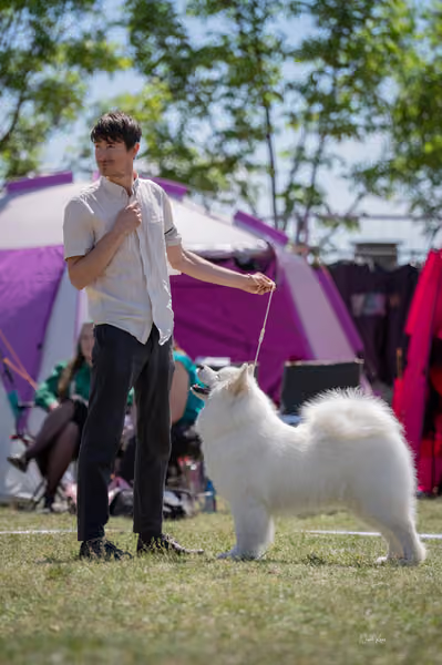 Samojed klub SK — DSC06459