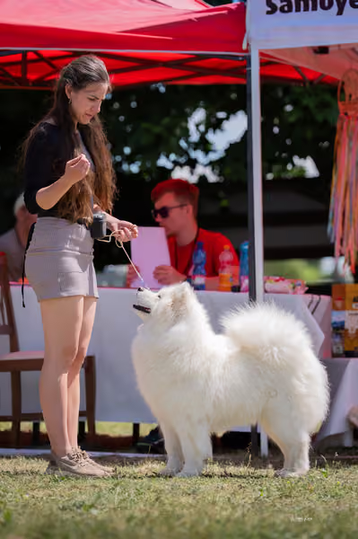 Samojed klub SK — DSC06428