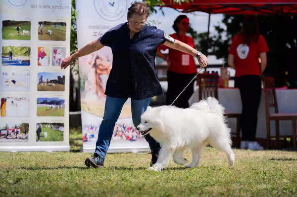 Samojed klub SK — DSC07151