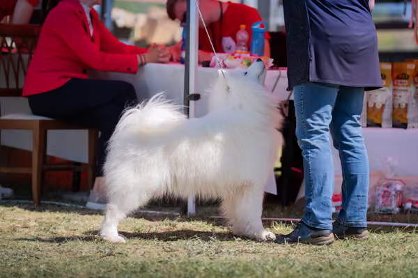 Samojed klub SK — DSC07175