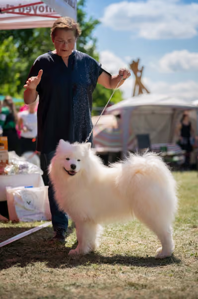 Samojed klub SK — DSC07630