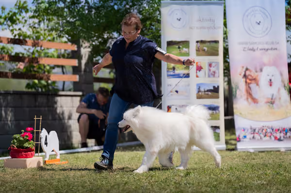 Samojed klub SK — DSC07174