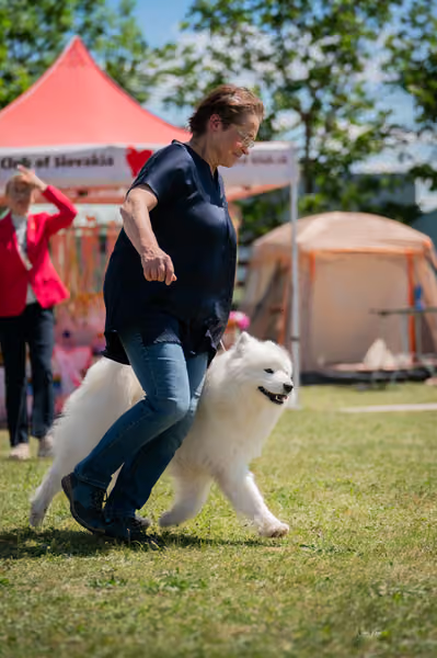 Samojed klub SK — DSC07608