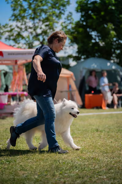 Samojed klub SK — DSC07609
