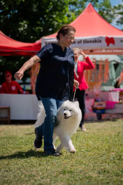 Samojed klub SK — DSC07606