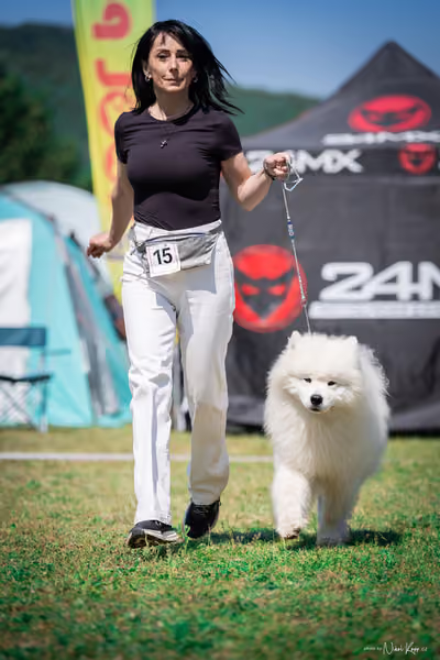 Samojed Klub SK — DSC00196