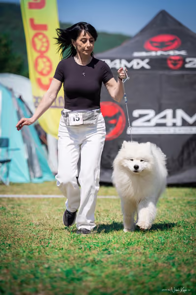 Samojed Klub SK — DSC00195