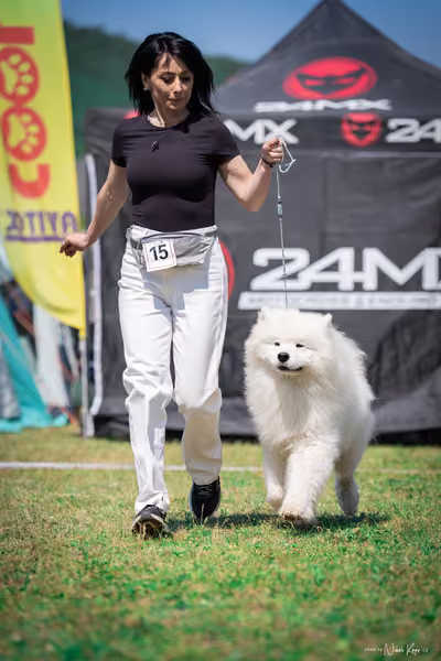 Samojed Klub SK — DSC00193