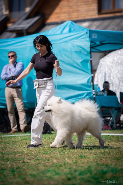 Samojed Klub SK — DSC00188