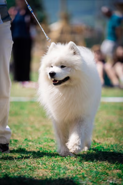 Samojed Klub SK — DSC00181
