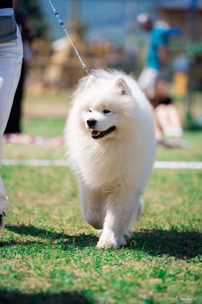 Samojed Klub SK — DSC00179