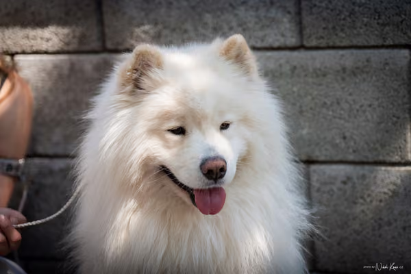 Samojed Klub SK — DSC00166