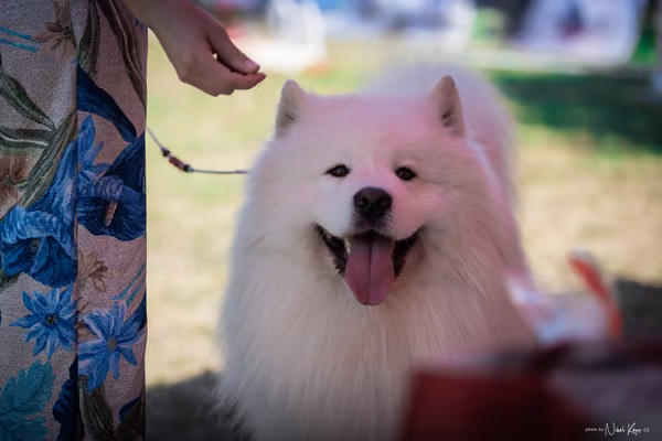 Samojed Klub SK — DSC00162