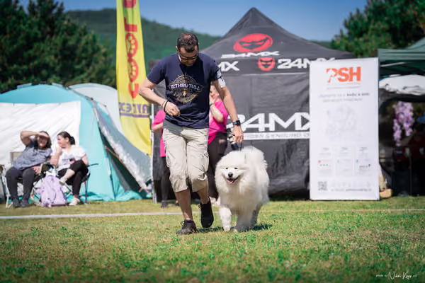 Samojed Klub SK — DSC00106