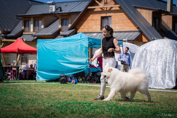Samojed Klub SK — DSC00098