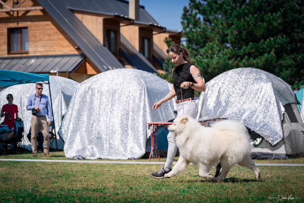 Samojed Klub SK — DSC00094