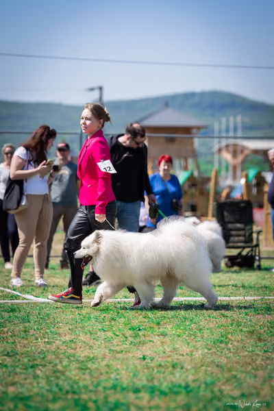 Samojed Klub SK — DSC00085