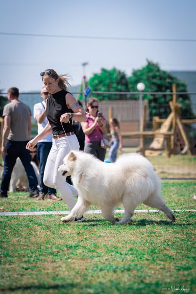Samojed Klub SK — DSC00078