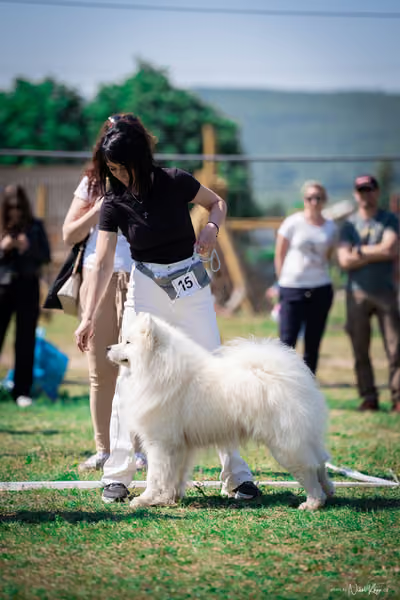 Samojed Klub SK — DSC00067