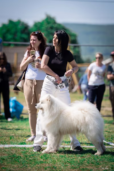 Samojed Klub SK — DSC00063