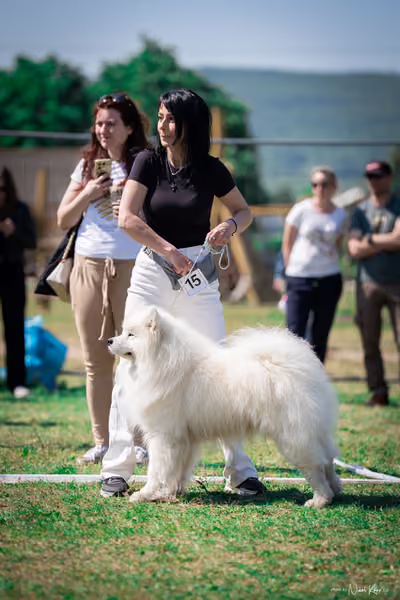Samojed Klub SK — DSC00066