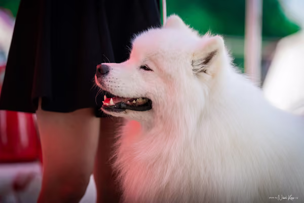 Samojed Klub SK — DSC00155