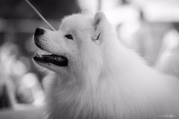 Samojed Klub SK — DSC00158