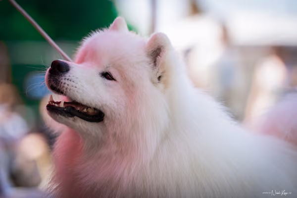 Samojed Klub SK — DSC00159