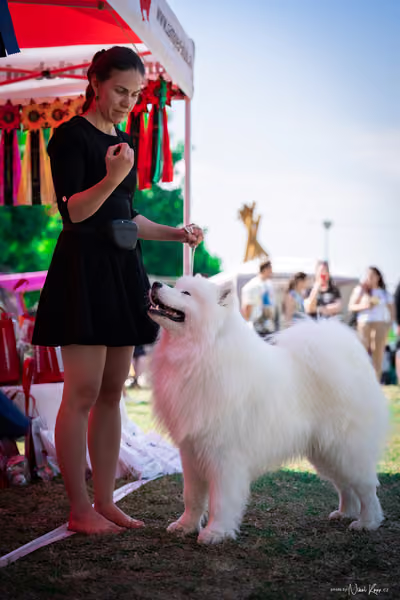 Samojed Klub SK — DSC00151