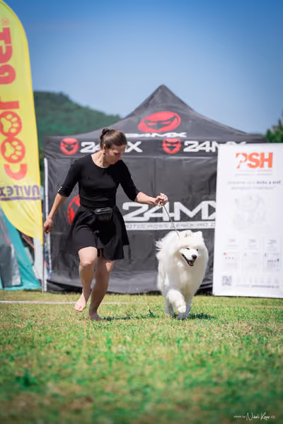 Samojed Klub SK — DSC00137