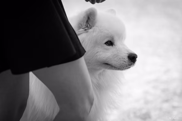 Samojed Klub SK — DSC00134